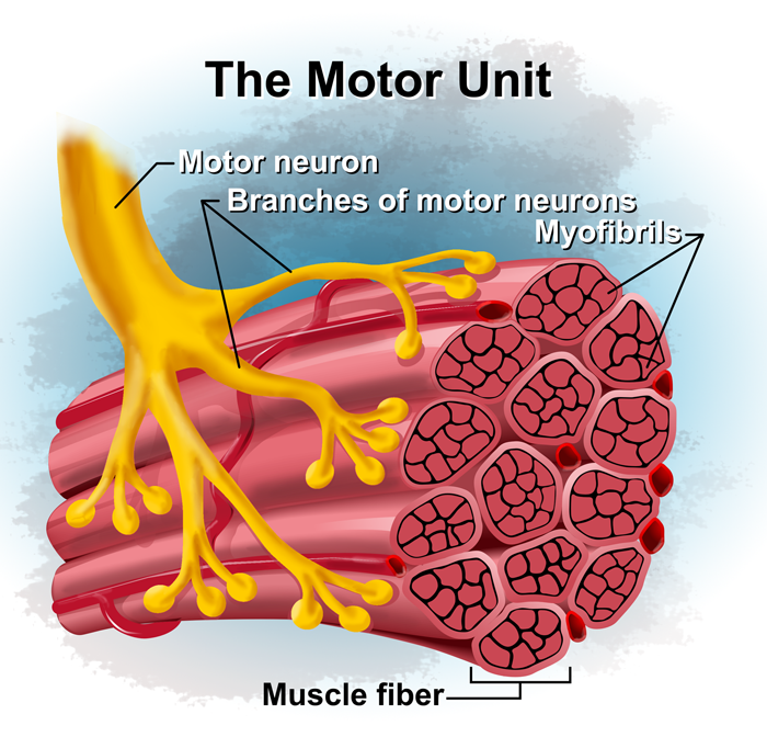 the-science-of-motor-unit-recruitment-part-1-chad-waterbury